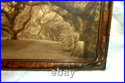 1910 Willard Worden Sepia Photograph Le Conte Oak Trees Berkeley Calif #1074 1910 Willard Worden Sepia Photograph Le Conte Oak Trees Berkeley Calif #1074
