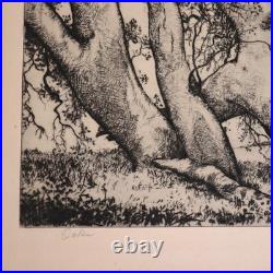 1930s Alfred Ray Burrell Etching Oak Tree San Francisco California Impressionist