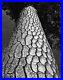 1962_Original_PHILIP_HYDE_California_Pine_Tree_Vintage_Silver_Gelatin_Photograph_01_db