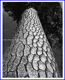 1962 Original PHILIP HYDE California Pine Tree Vintage Silver Gelatin Photograph