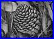 Ansel_Adams_Pine_Cone_and_Eucalyptus_Leaves_San_Francisco_California_SIGNED_01_oql