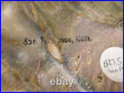 Antique Abalone Dish from San Francisco, Calf. Iridescent Rainbow of Colors