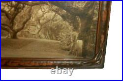 Antique Signed W. E. Willard Worden Sepia Photo Print Berkeley Le Conte Oak Trees