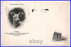 Francis the dog Hotel St. Francis San Francisco CA Earthquake Postcard 1909