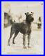 Irish_Terrier_Champion_Harlem_Ringleader_1928_dog_Photograph_by_Elwyn_01_qko