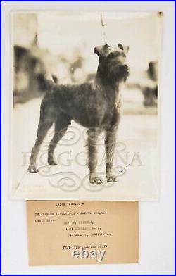 Irish Terrier Champion Harlem Ringleader, 1928, dog, Photograph by Elwyn