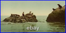 Photochrome USA Seal Rocks San Francisco California William Henry Jackson