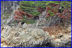 Point Lobos Triptych 1 Set Of 3 Photographic Prints Point Lobos Triptych 1 Set Of 3 Photographic Prints