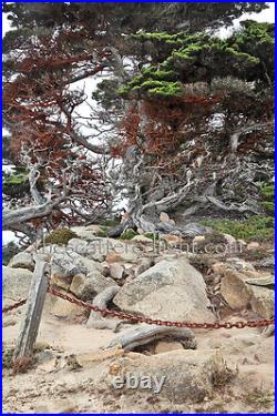 Point Lobos Triptych 1 Set Of 3 Photographic Prints Point Lobos Triptych 1 Set Of 3 Photographic Prints