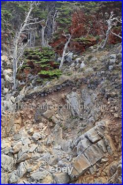 Point Lobos Triptych 1 Set Of 3 Photographic Prints Point Lobos Triptych 1 Set Of 3 Photographic Prints