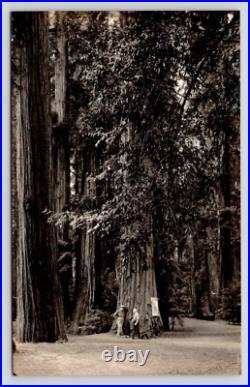 RPPC Bohemian Grove Club Logging Plan Photo Monte Rio California UNP Postcard