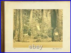 Thomas Moulin BOHEMIAN GROVE REDWOODS Framed Signed Photo c. 1956