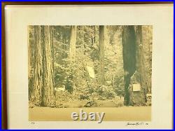 Thomas Moulin BOHEMIAN GROVE REDWOODS Framed Signed Photo c. 1956