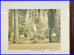 Thomas Moulin BOHEMIAN GROVE REDWOODS Framed Signed Photo c. 1956