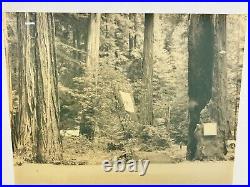 Thomas Moulin BOHEMIAN GROVE REDWOODS Framed Signed Photo c. 1956