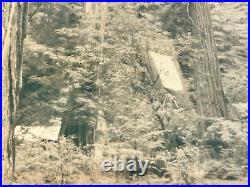 Thomas Moulin BOHEMIAN GROVE REDWOODS Framed Signed Photo c. 1956