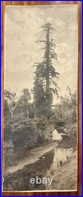 Willard E. Worden iconic El Palo Alto Sepia Photograph Stanford, CA 19-3/4 X 8