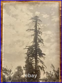 Willard E. Worden iconic El Palo Alto Sepia Photograph Stanford, CA 19-3/4 X 8