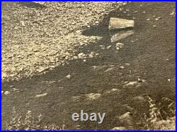 Willard E. Worden iconic El Palo Alto Sepia Photograph Stanford, CA 19-3/4 X 8